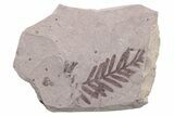 Unidentified Fossil Frond - Ruby River Basin, Montana #216587-1
